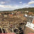 14_25-nest.jpg