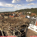 14_50-nest.jpg