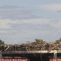 14_55-mast.jpg