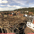 15_25-nest.jpg