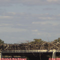 15_35-mast.jpg
