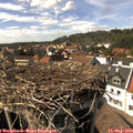 15_35-nest.jpg