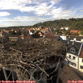 15_50-nest.jpg