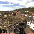 16_05-nest.jpg