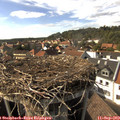 16_10-nest.jpg