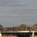 17_10-mast.jpg