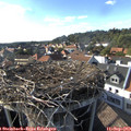 17_15-nest.jpg