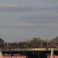 17_20-mast.jpg