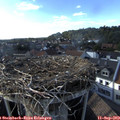 17_20-nest.jpg