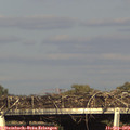 17_25-mast.jpg