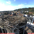 17_25-nest.jpg