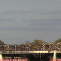 17_30-mast.jpg