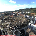 17_30-nest.jpg