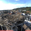 17_35-nest.jpg
