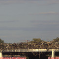 17_40-mast.jpg