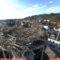 17_45-nest.jpg