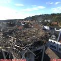 17_50-nest.jpg
