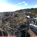 17_55-nest.jpg
