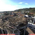 18_00-nest.jpg