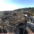 18_05-nest.jpg