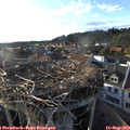 18_25-nest.jpg