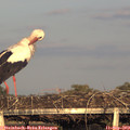 18_45-mast.jpg