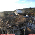 18_50-nest.jpg