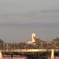19_00-mast.jpg