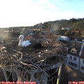 19_00-nest.jpg