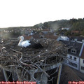 19_05-nest.jpg