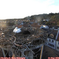 19_15-nest.jpg