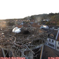 19_20-nest.jpg