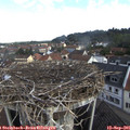09_15-nest.jpg