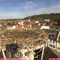 10_40-nest.jpg
