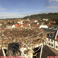 10_50-nest.jpg