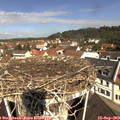 11_05-nest.jpg