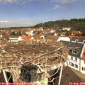 11_20-nest.jpg