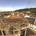 11_25-nest.jpg