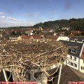 11_35-nest.jpg