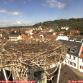 11_45-nest.jpg