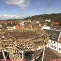 11_55-nest.jpg