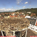 12_00-nest.jpg