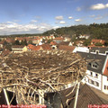 12_05-nest.jpg