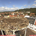 12_10-nest.jpg