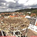 12_50-nest.jpg