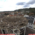 13_00-nest.jpg