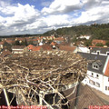 13_15-nest.jpg