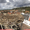 13_50-nest.jpg