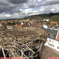 14_15-nest.jpg