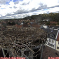14_50-nest.jpg